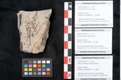 Foto (Objekt + Etikett) von Cytoseira communis Unger (NHMW-GEO-2024-0188-6677a)